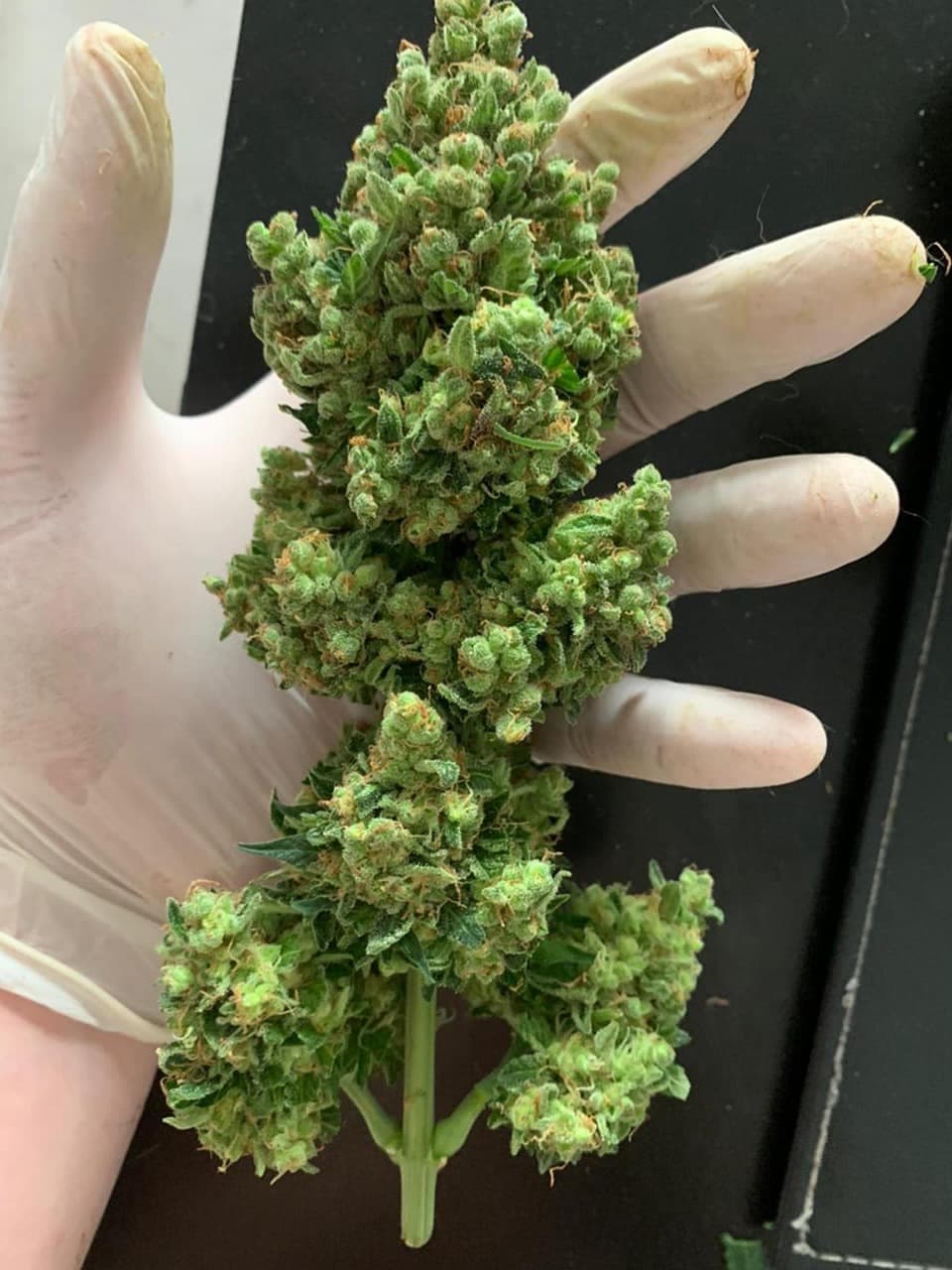 SFV OG